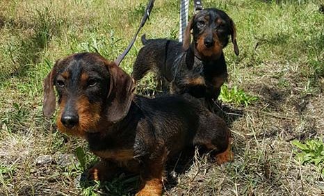 El Teckel o dachshund