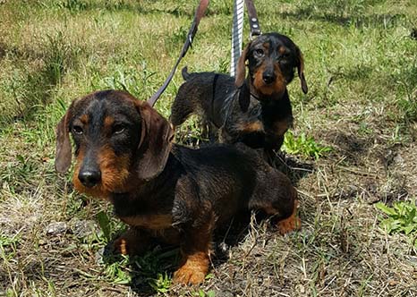 El Teckel o dachshund