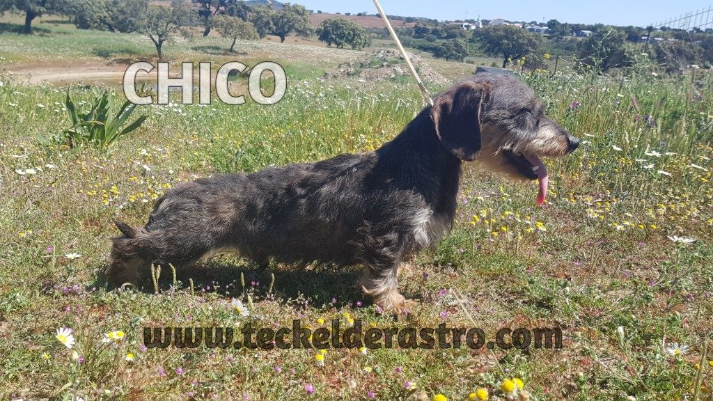 CHICO