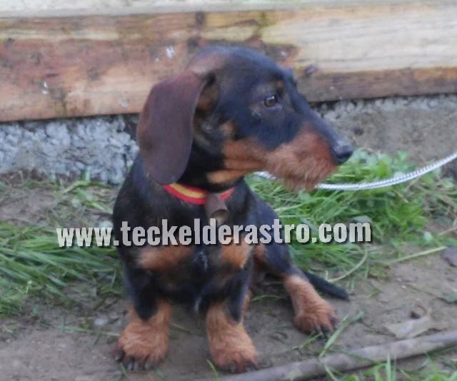 ROCKY