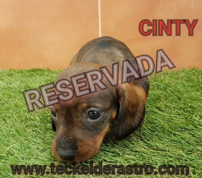 CINTY