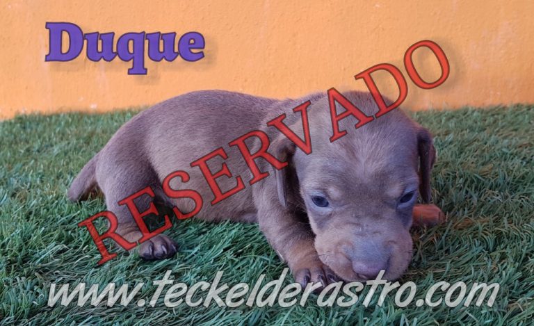 DUQUE