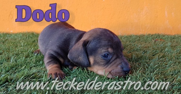 DODO