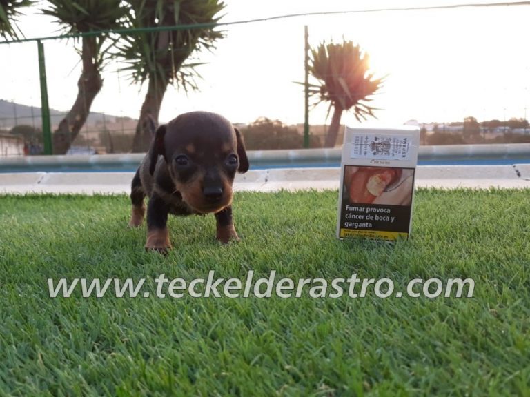camada nacida 28-6-18, 2M -2H