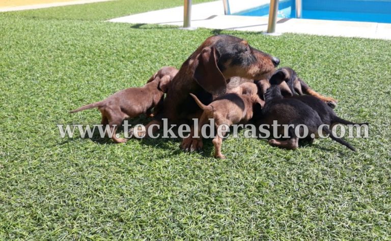 camada nacida 28-6-18, 2M -2H