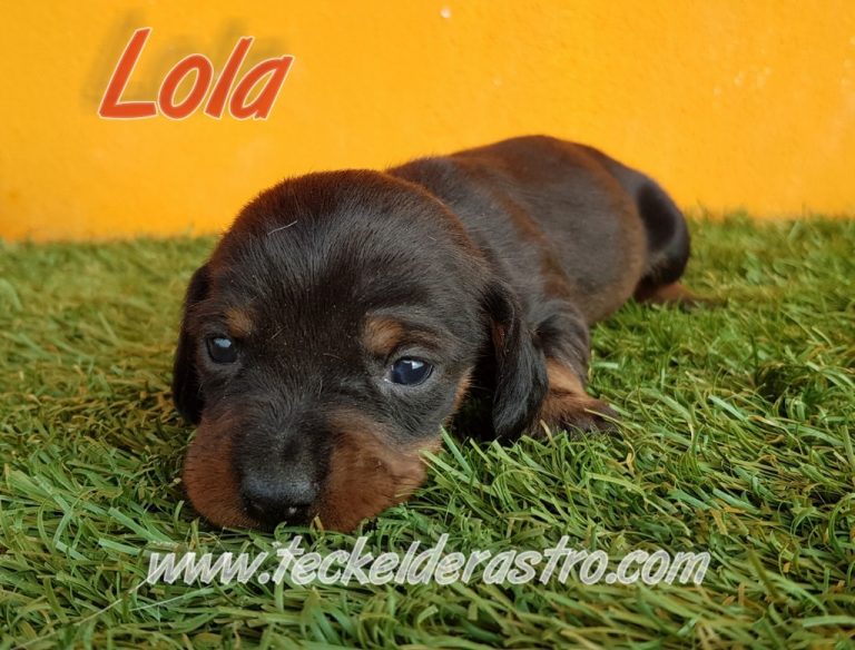 LOLA