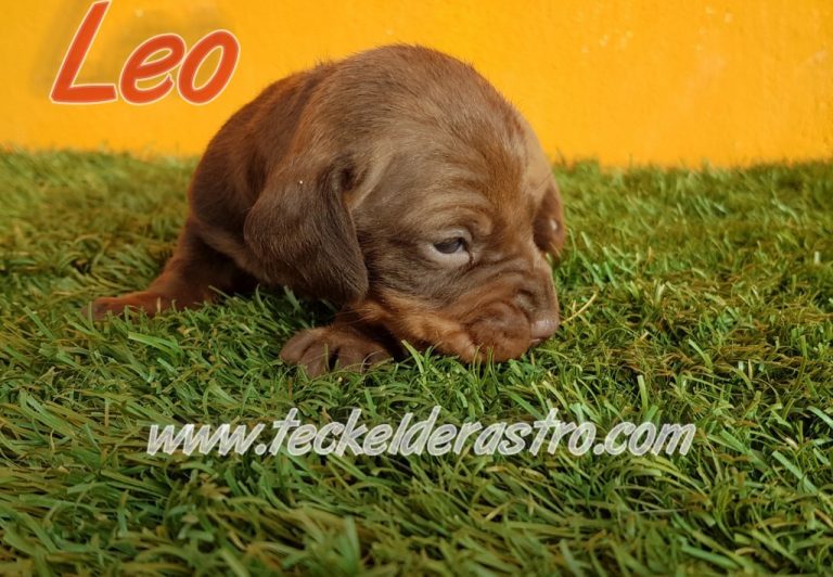 LEO