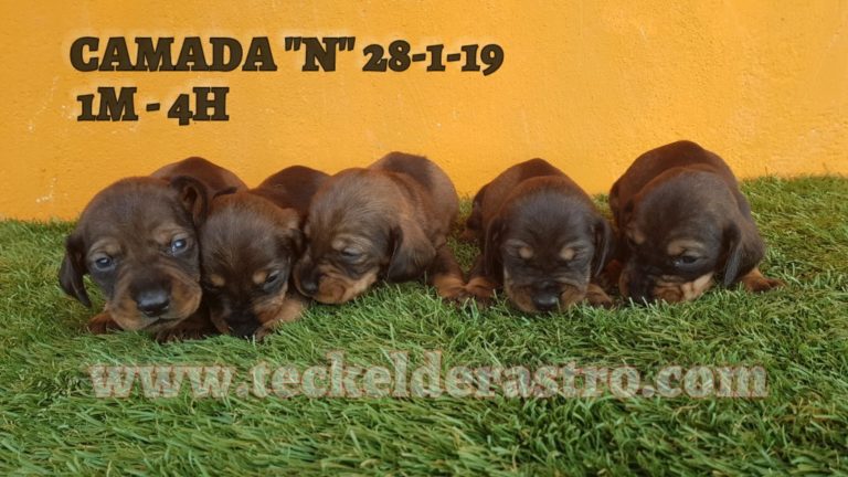 CAMADA ” N” 28 DE ENERO 2019   1 MACHO 4 HEMBRAS