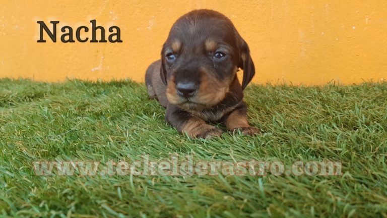NACHA
