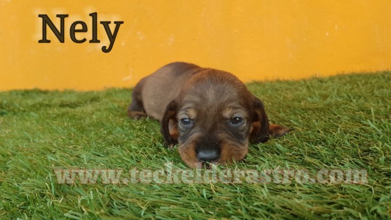 NELY