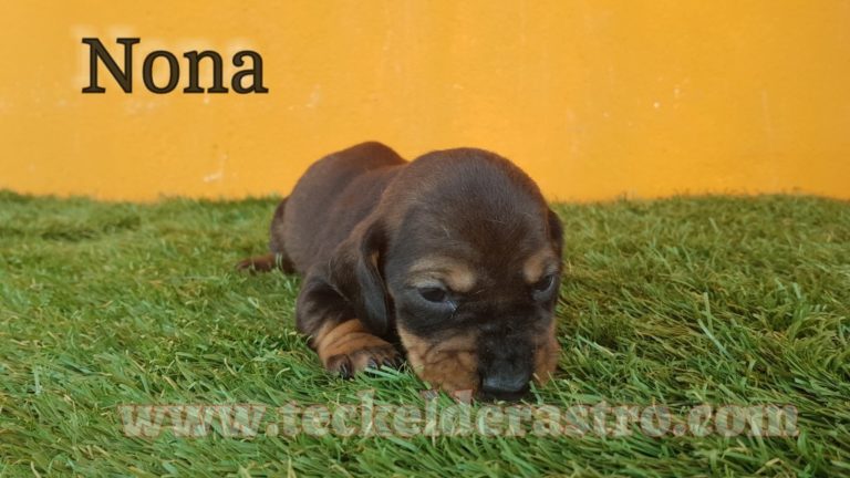 NONA