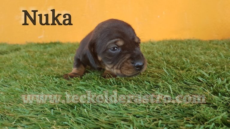 NUKA
