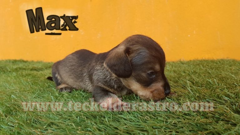 MAX