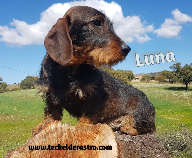 LUNA – PARA MAYO 2019