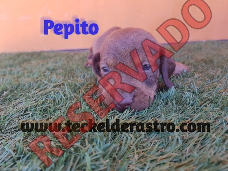 PEPITO