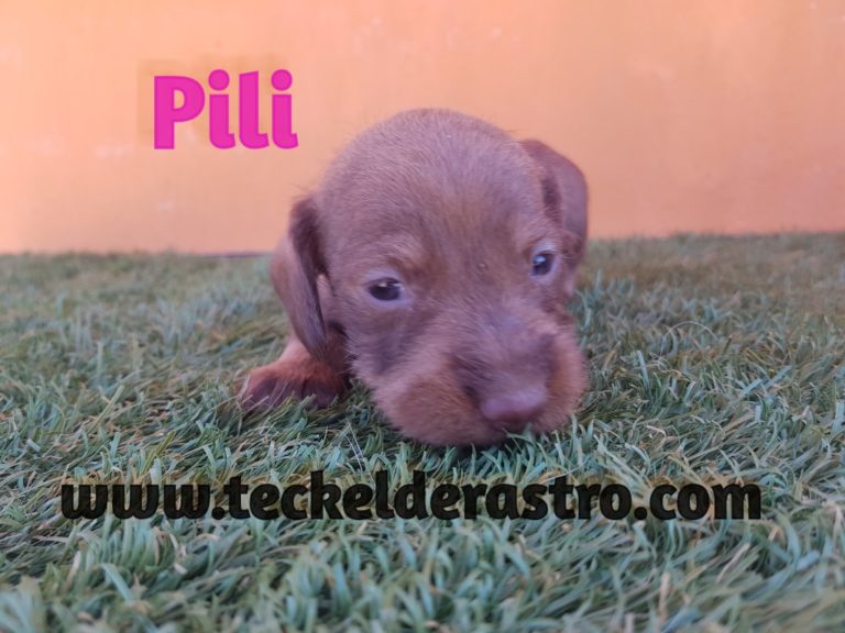 PILI