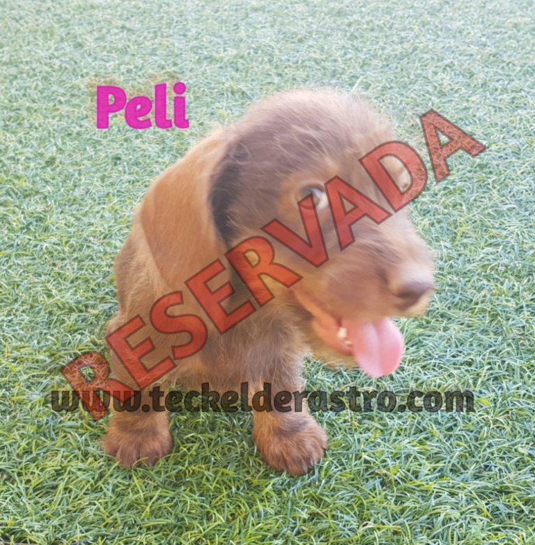 PELI