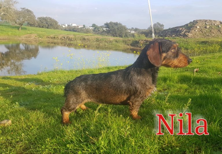 NILA
