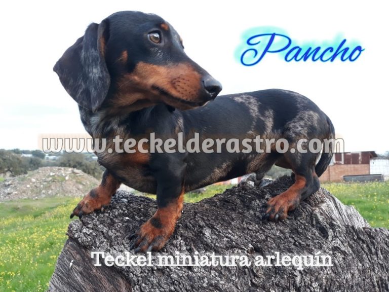 PANCHO