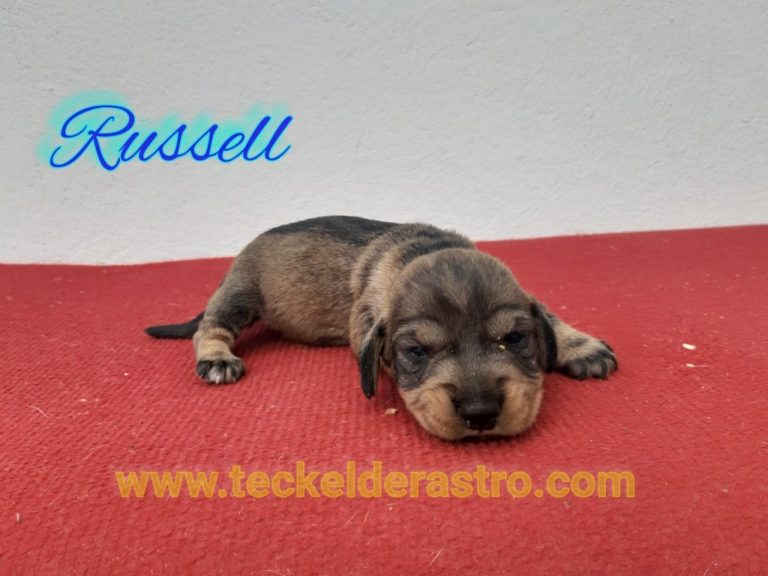 RUSSELL