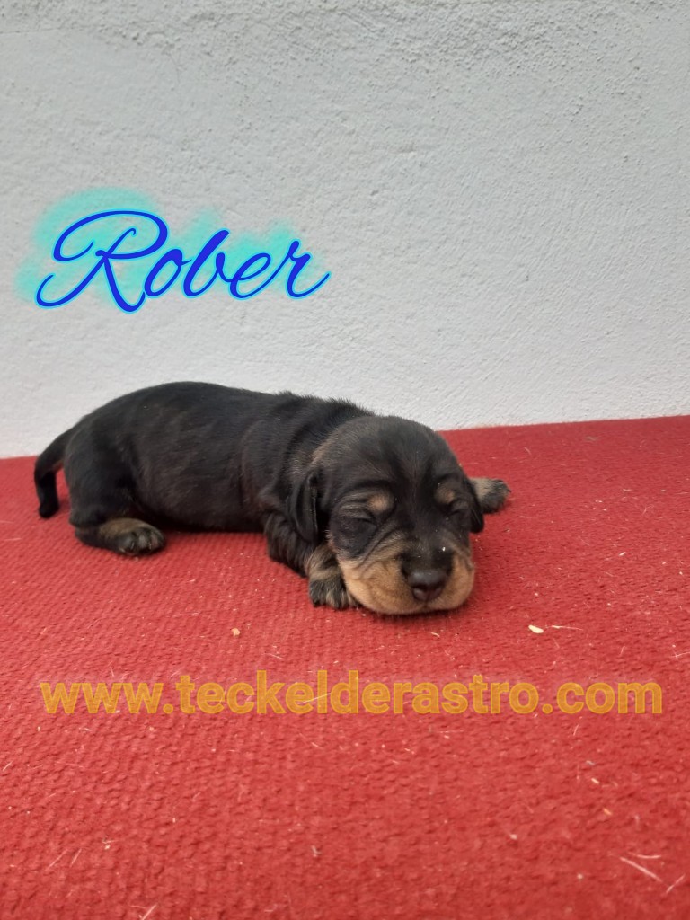 ROBER
