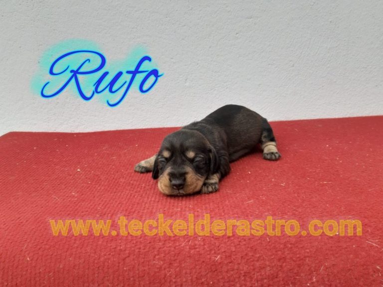 RUFO