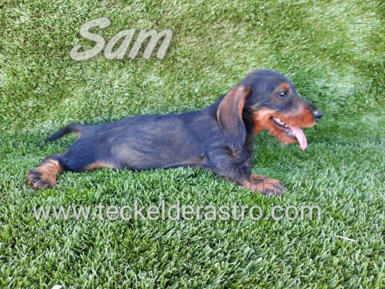 SAM