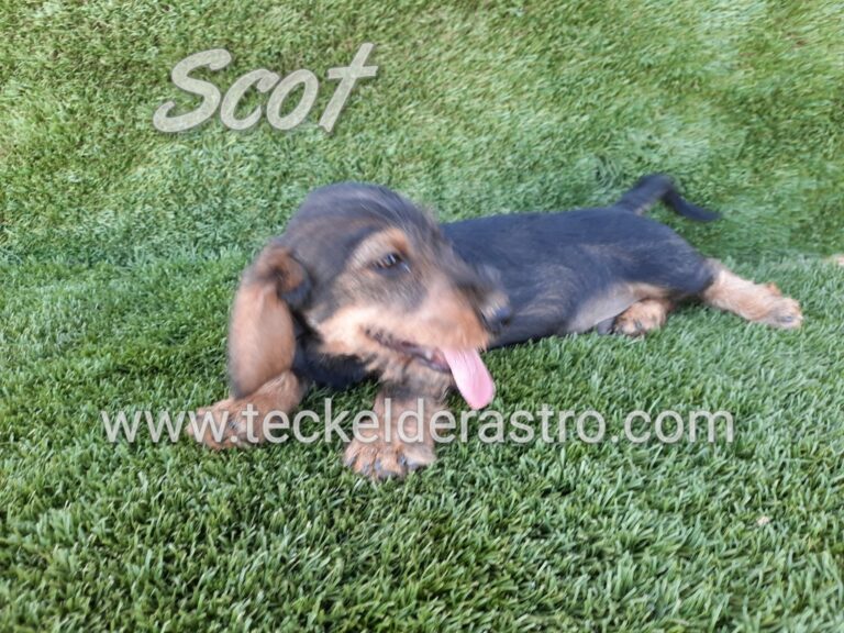 SCOT
