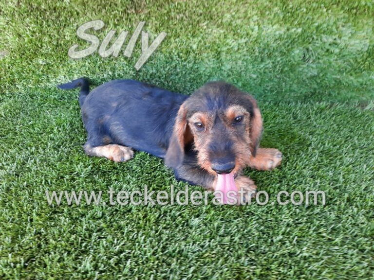 SULY