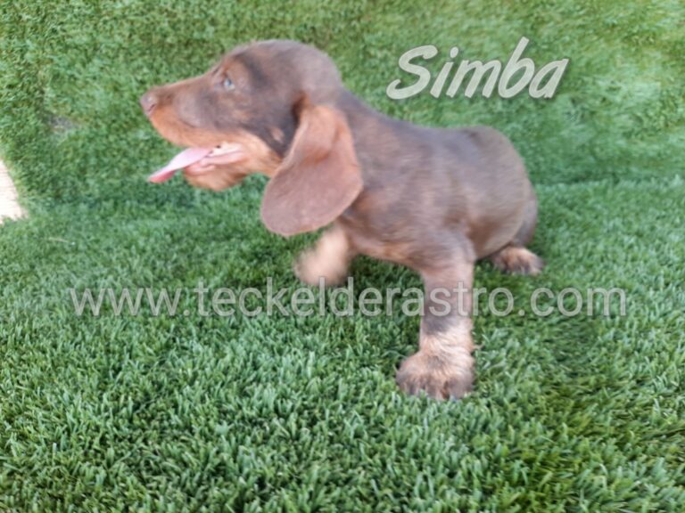 SIMBA