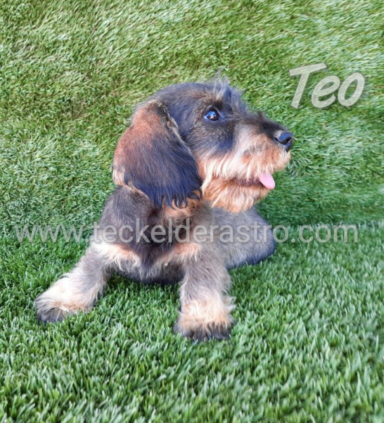 TEO