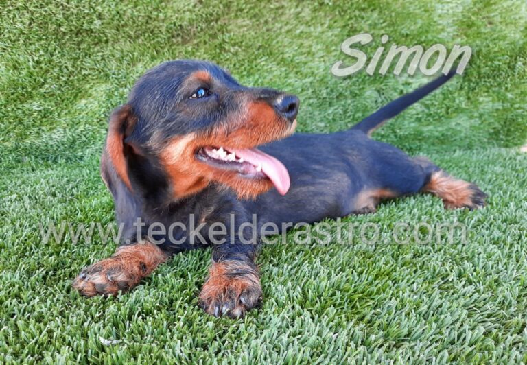 SIMON