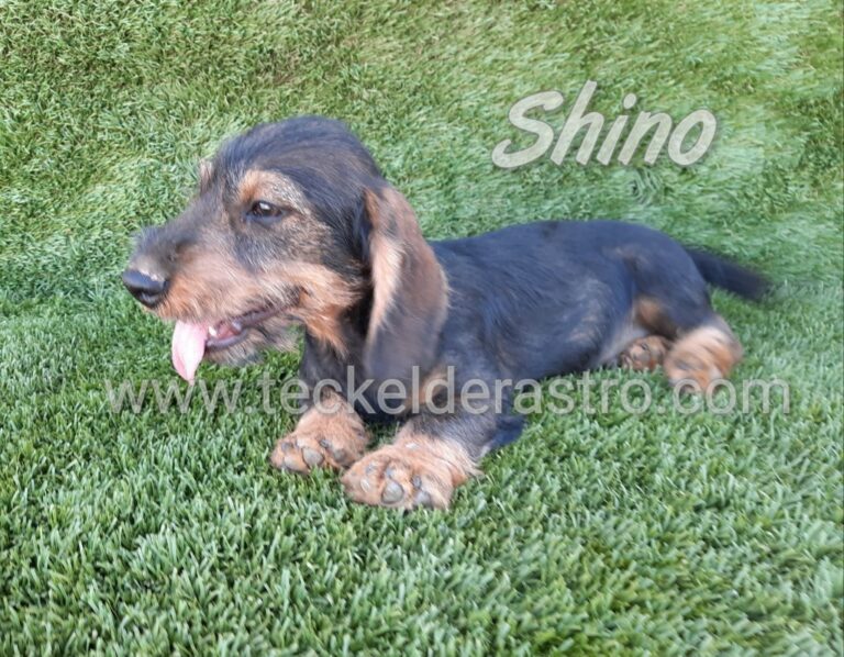 SHINO