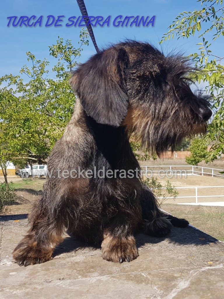 TURCA DE SIERRA GITANA