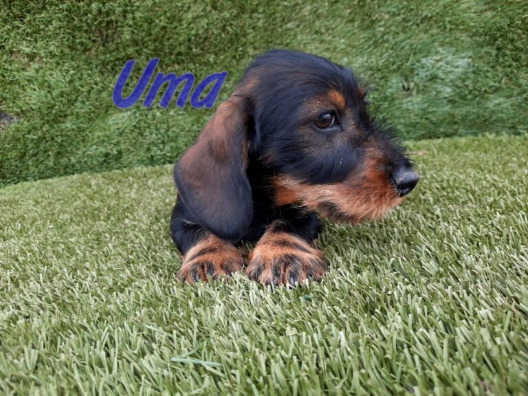 UMA