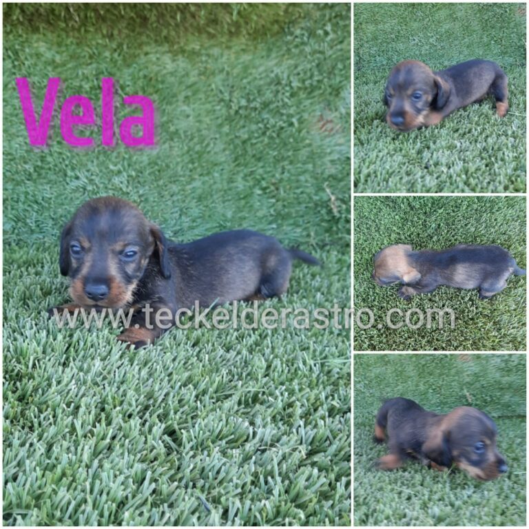 VELA