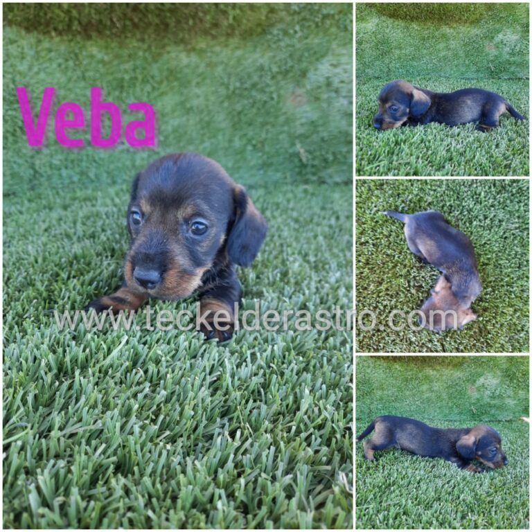 VEBA