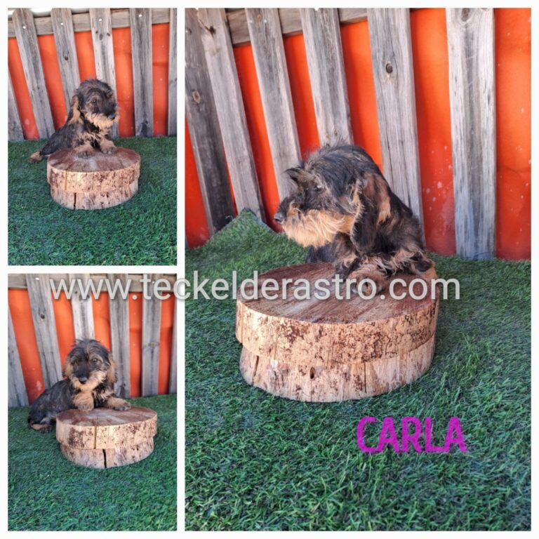 CARLA