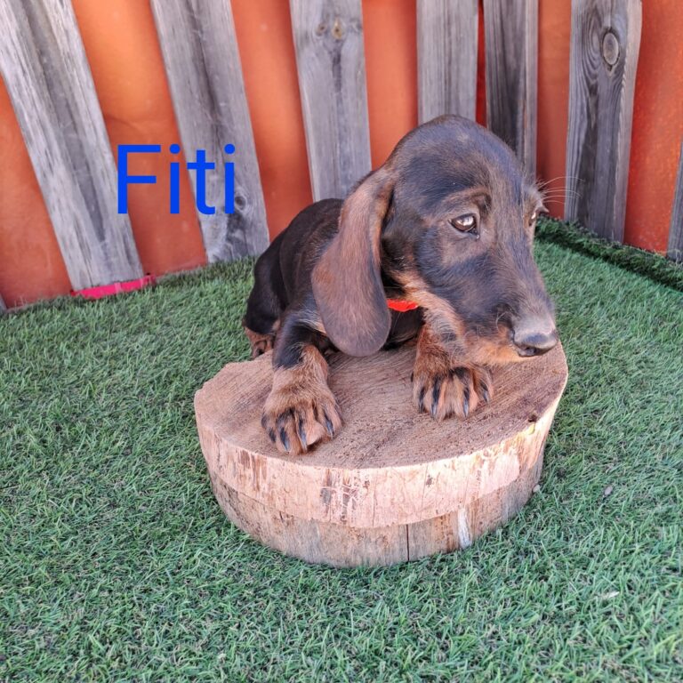 FITI