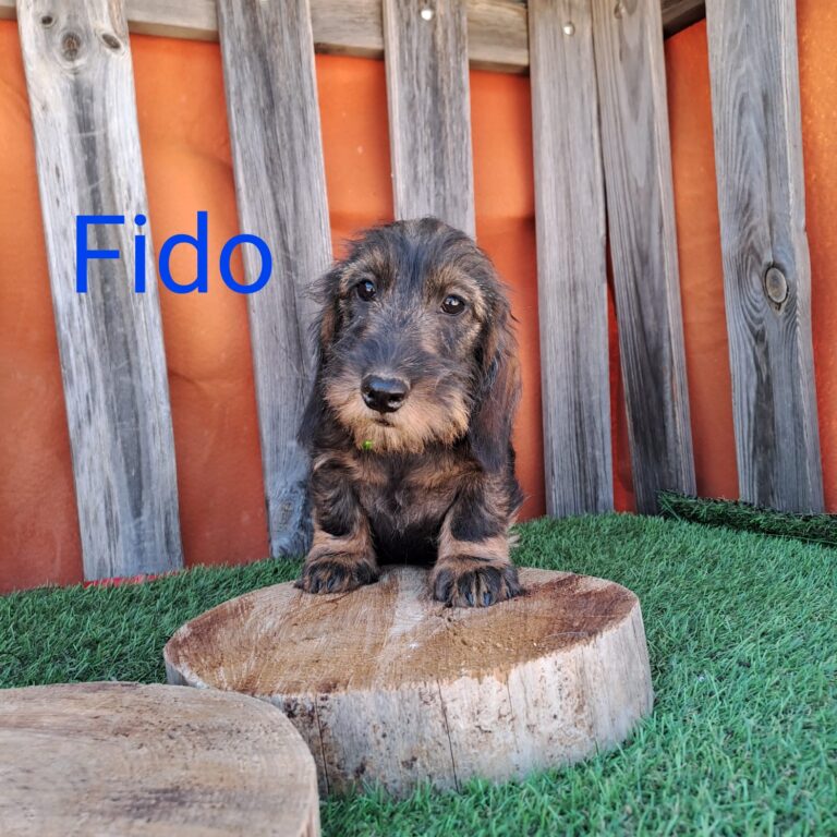 FIDO