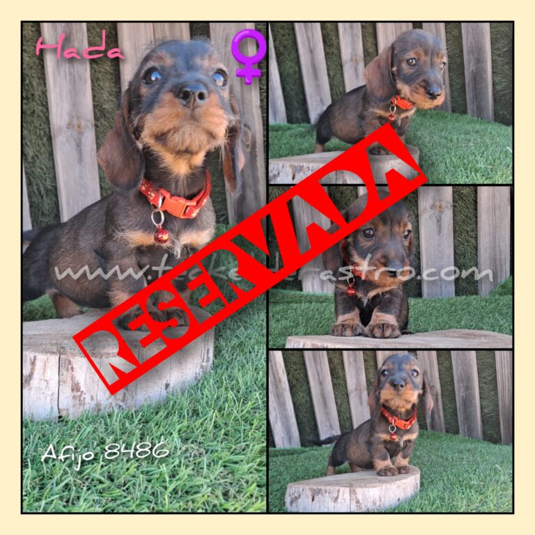 HADA pelo duro 1-10-23