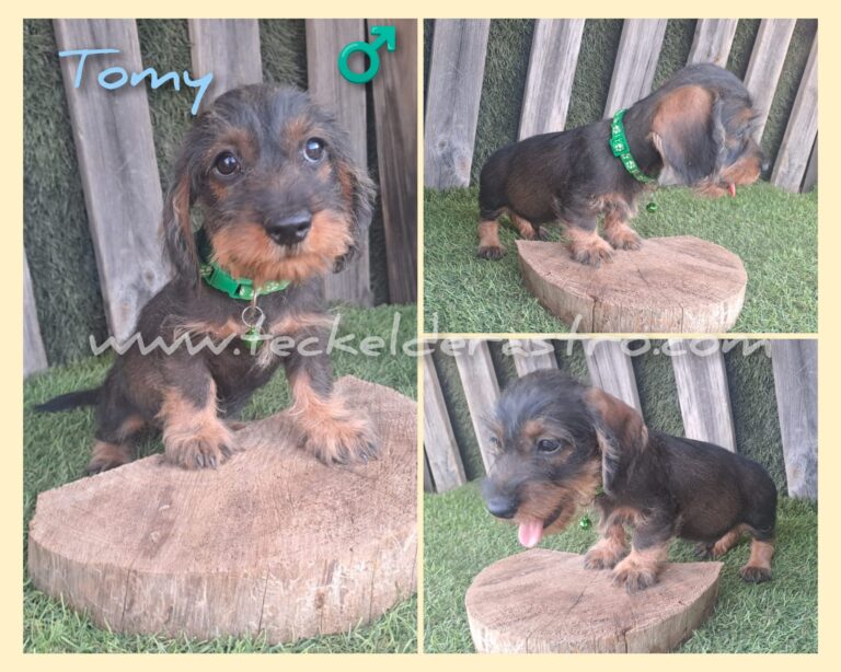 TOMY pelo duro 15-6-24