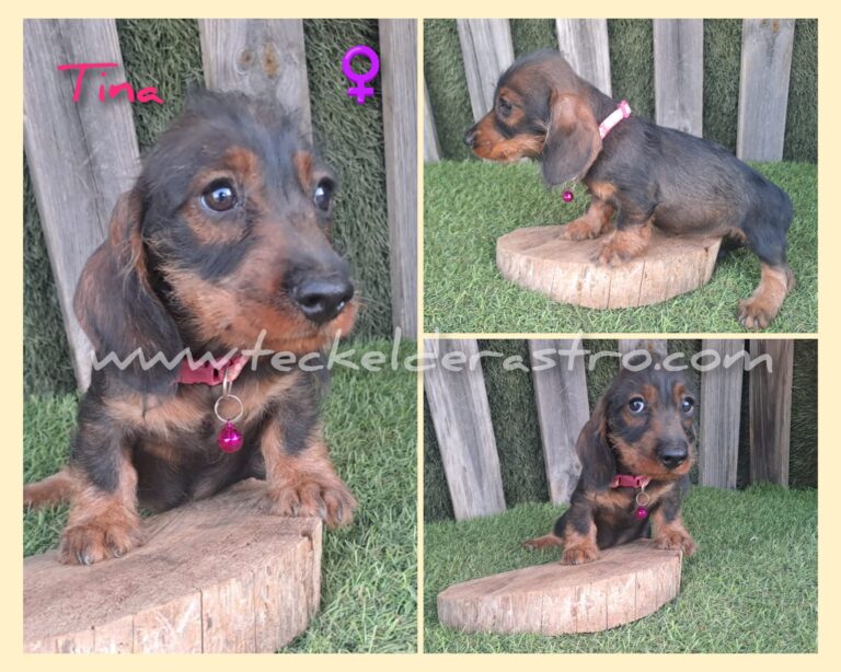 TINA pelo duro 15-6-24