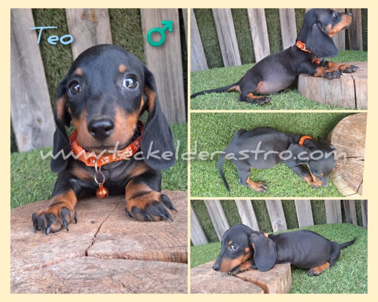 TEO pelo corto 25-6-24