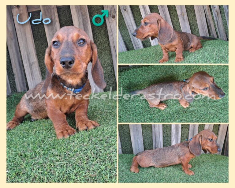 UDO pelo duro 15-6-24