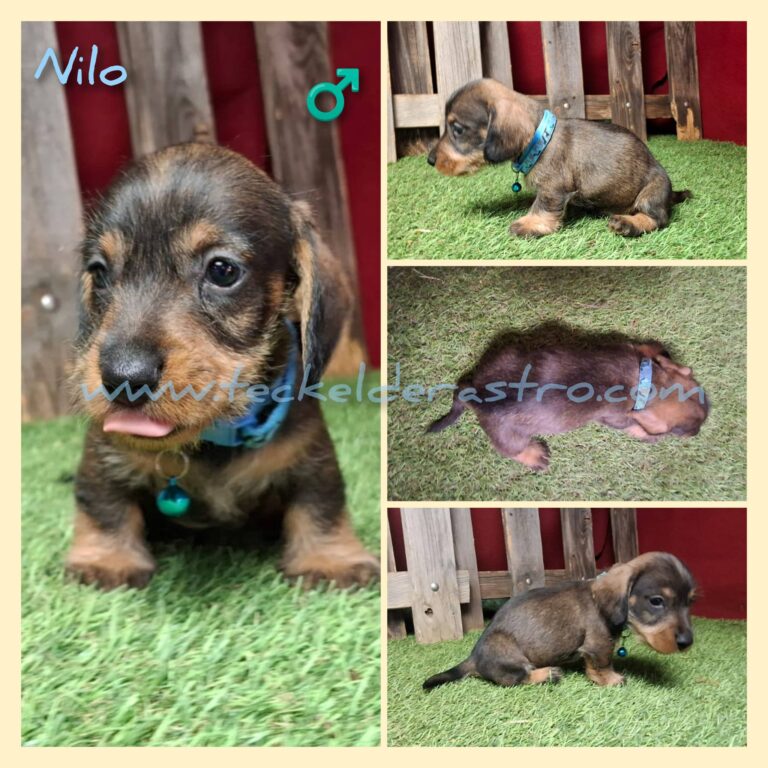 NILO