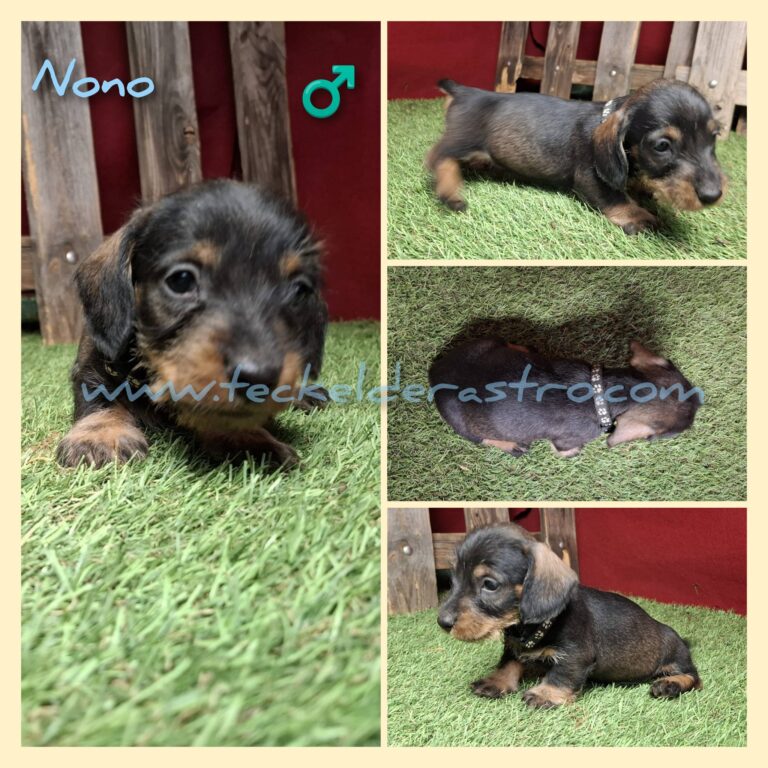 NONO