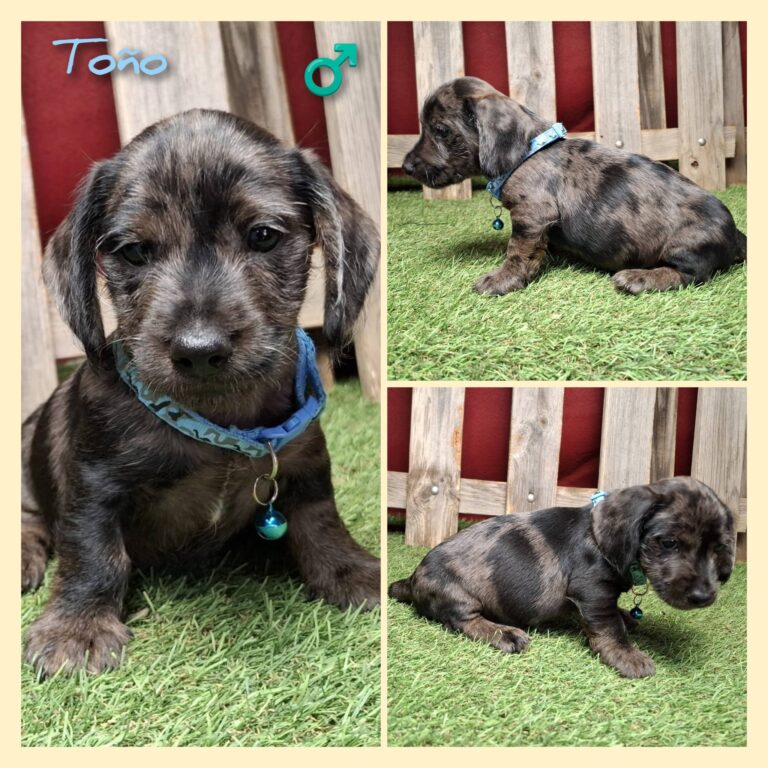 TOÑO