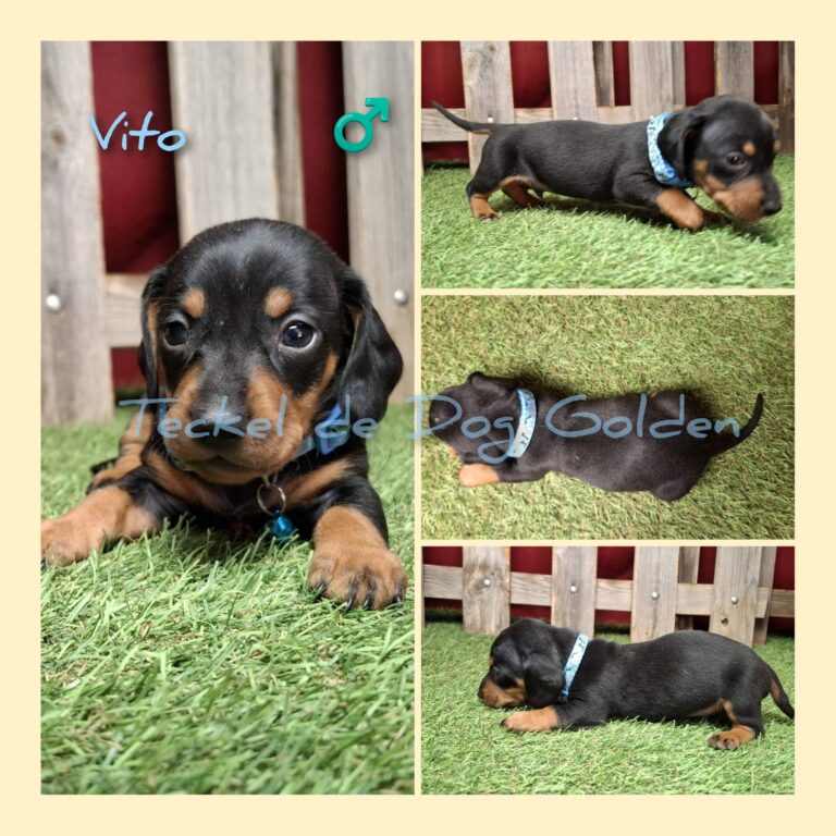 VITO