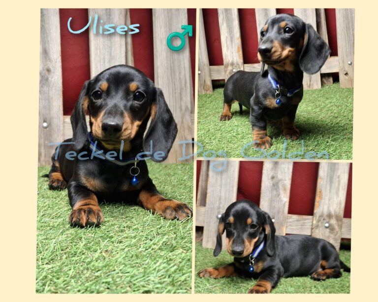 ULISES